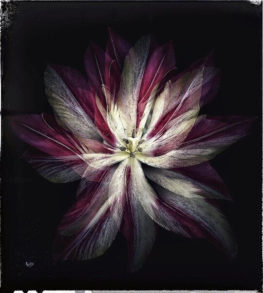 Photograph Iuliia Akhulkova Last Tulip on One Eyeland
